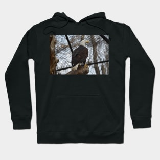 Rescued Bald Eagle Hoodie